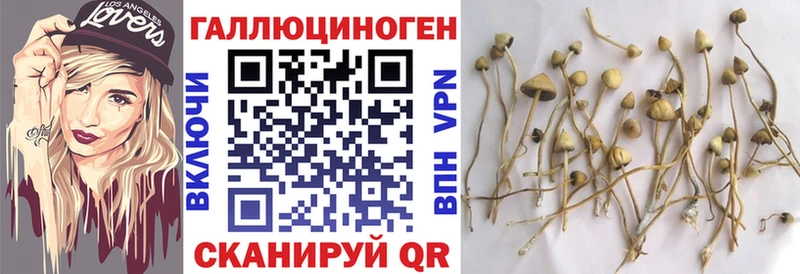 цены   Вышний Волочёк  Псилоцибиновые грибы прущие грибы 